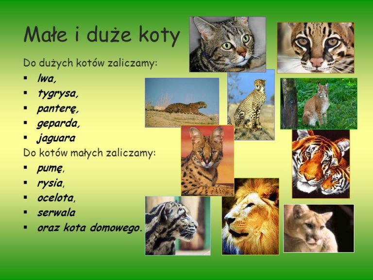 Koty Małe I Duże Scenariusz Zajęć KOTY MAŁE I DUŻE – Przedszkole nr 2 BAJKA